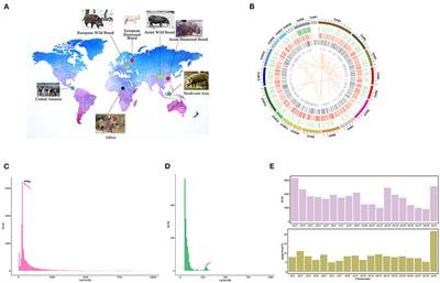 Analysis of Structural Variants Reveal Novel Selective Regions in the Genome of Meishan Pigs by Whole Genome Sequencing